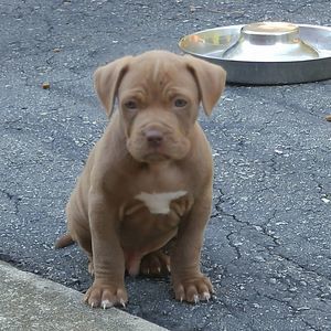 Meet your Posher, Sandy